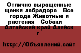 Отлично выращенные щенки лабрадора - Все города Животные и растения » Собаки   . Алтайский край,Алейск г.